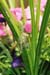 flowers_wspider2