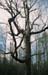 lake_dead_tree