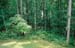 lake_treeline3