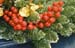 lake_xmas_detail
