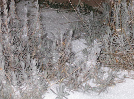 1_6flash_lavendar