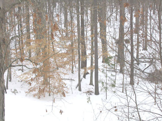 3_3treeline