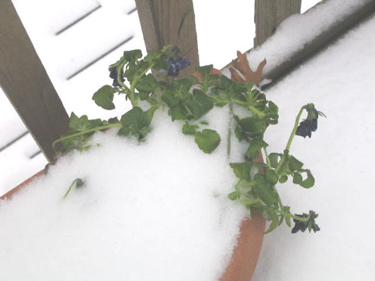 3_7snowy_plant