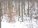 3_3treeline