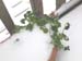 3_7snowy_plant