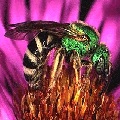 [Image of an Halictid