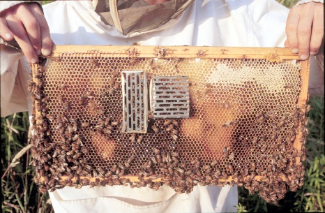 [Image of caged virgin queens on comb]