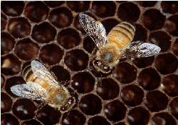 [IMAGE of Apis mellifera
