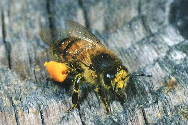 [IMAGE of Apis mellifera]