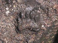 Click for larger image of bearprint!