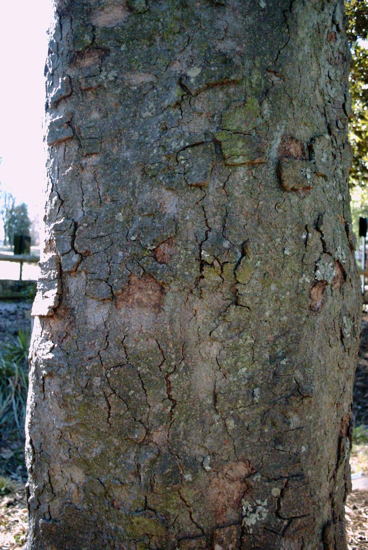 Magnolia Tree Bark