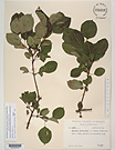 Herbarium sheet image thumbnail