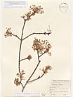 Herbarium sheet image thumbnail