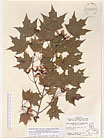 Herbarium sheet image thumbnail