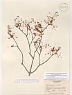 Herbarium sheet image thumbnail
