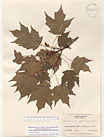 Herbarium sheet image thumbnail
