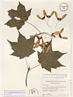 Herbarium sheet image thumbnail