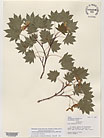 Herbarium sheet image thumbnail