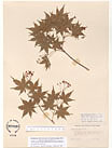 Herbarium sheet image thumbnail