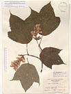 Herbarium sheet image thumbnail