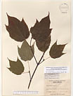 Herbarium sheet image thumbnail