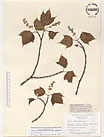 Herbarium sheet image thumbnail