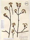 Herbarium sheet image thumbnail