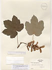 Herbarium sheet image thumbnail
