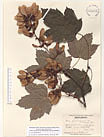Herbarium sheet image thumbnail