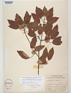 Herbarium sheet image thumbnail