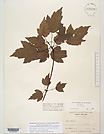 Herbarium sheet image thumbnail