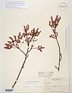 Herbarium sheet image thumbnail