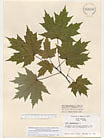 Herbarium sheet image thumbnail