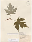 Herbarium sheet image thumbnail