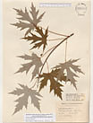 Herbarium sheet image thumbnail