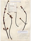 Herbarium sheet image thumbnail