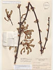 Herbarium sheet image thumbnail