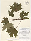 Herbarium sheet image thumbnail