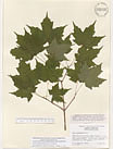 Herbarium sheet image thumbnail