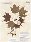 Herbarium sheet image thumbnail