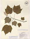 Herbarium sheet image thumbnail