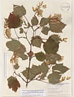 Herbarium sheet image thumbnail