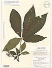 Herbarium sheet image thumbnail