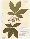 Herbarium sheet image thumbnail