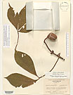 Herbarium sheet image thumbnail