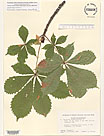 Herbarium sheet image thumbnail