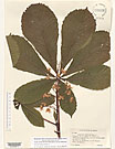 Herbarium sheet image thumbnail