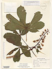 Herbarium sheet image thumbnail