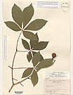 Herbarium sheet image thumbnail