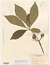 Herbarium sheet image thumbnail